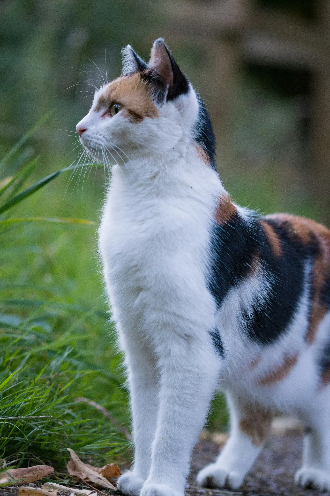 Chaque animal trouve sa place pendant son séjour au Royaume de Nati.